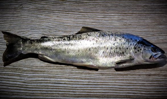 Reteta Pastrav cu legume