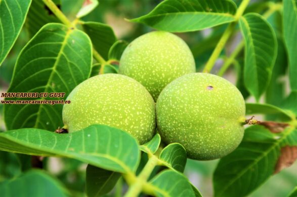 Articol despre Nucile verzi