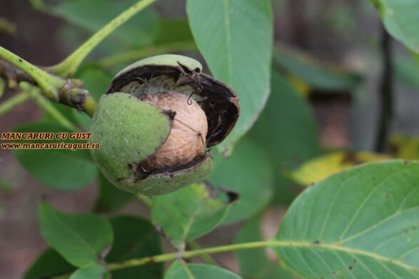Nucile verzi beneficii articol mancaruricugust