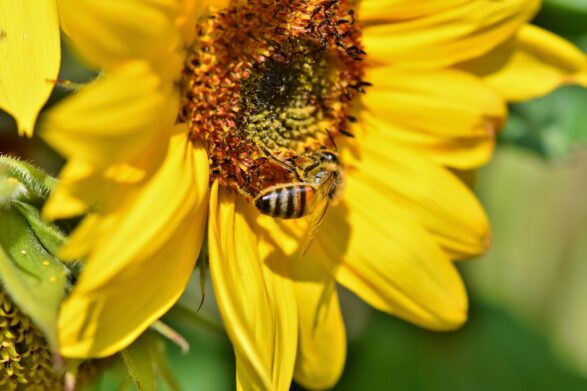 Beneficiile si contraindicatiile polenului articol